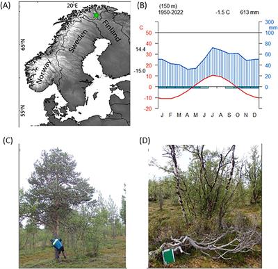 Blue rings in trees and shrubs as indicators of early and late summer cooling events at the northern treeline